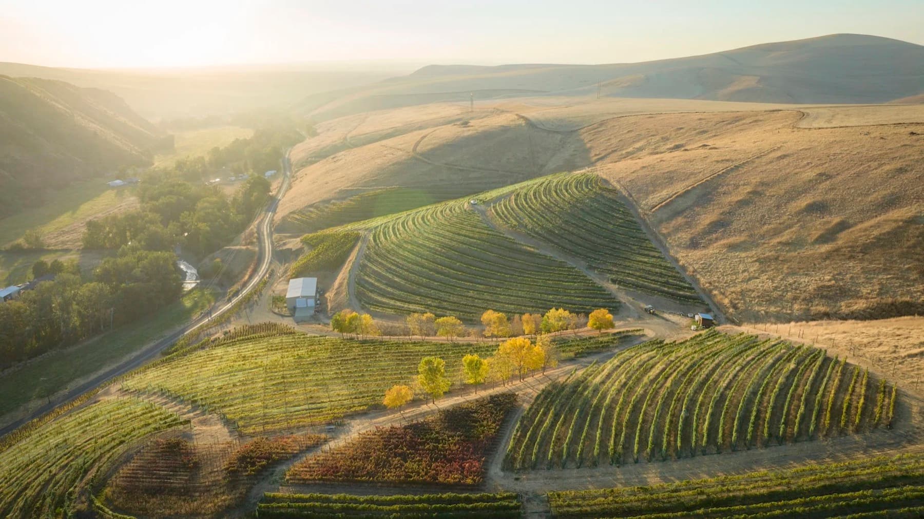 Hillside vineyards at golden hour
