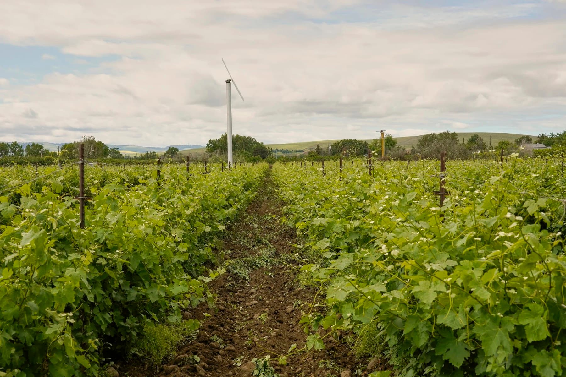 Rows of wine grapes in the valley